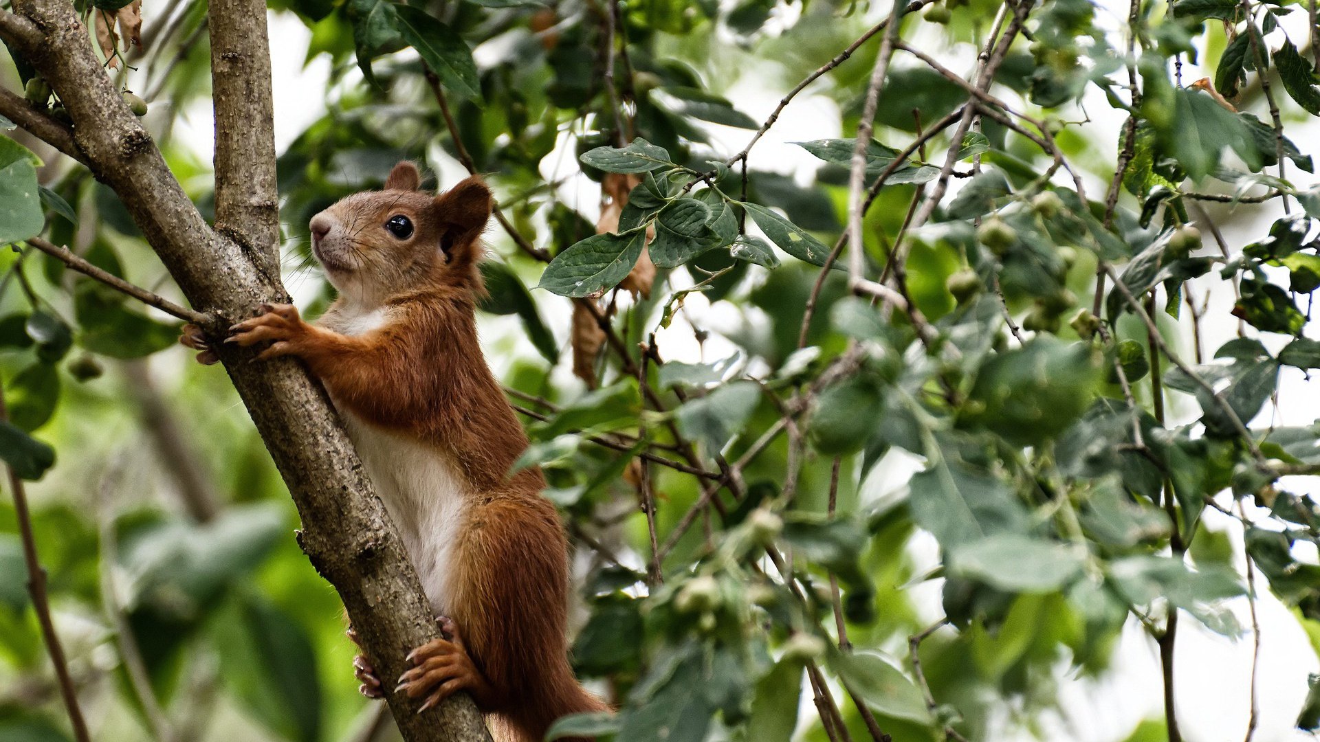 开云体育官网-唯一的加冕，马格利布觉醒—当沙漠之狐在抢七的熔炉中重塑历史