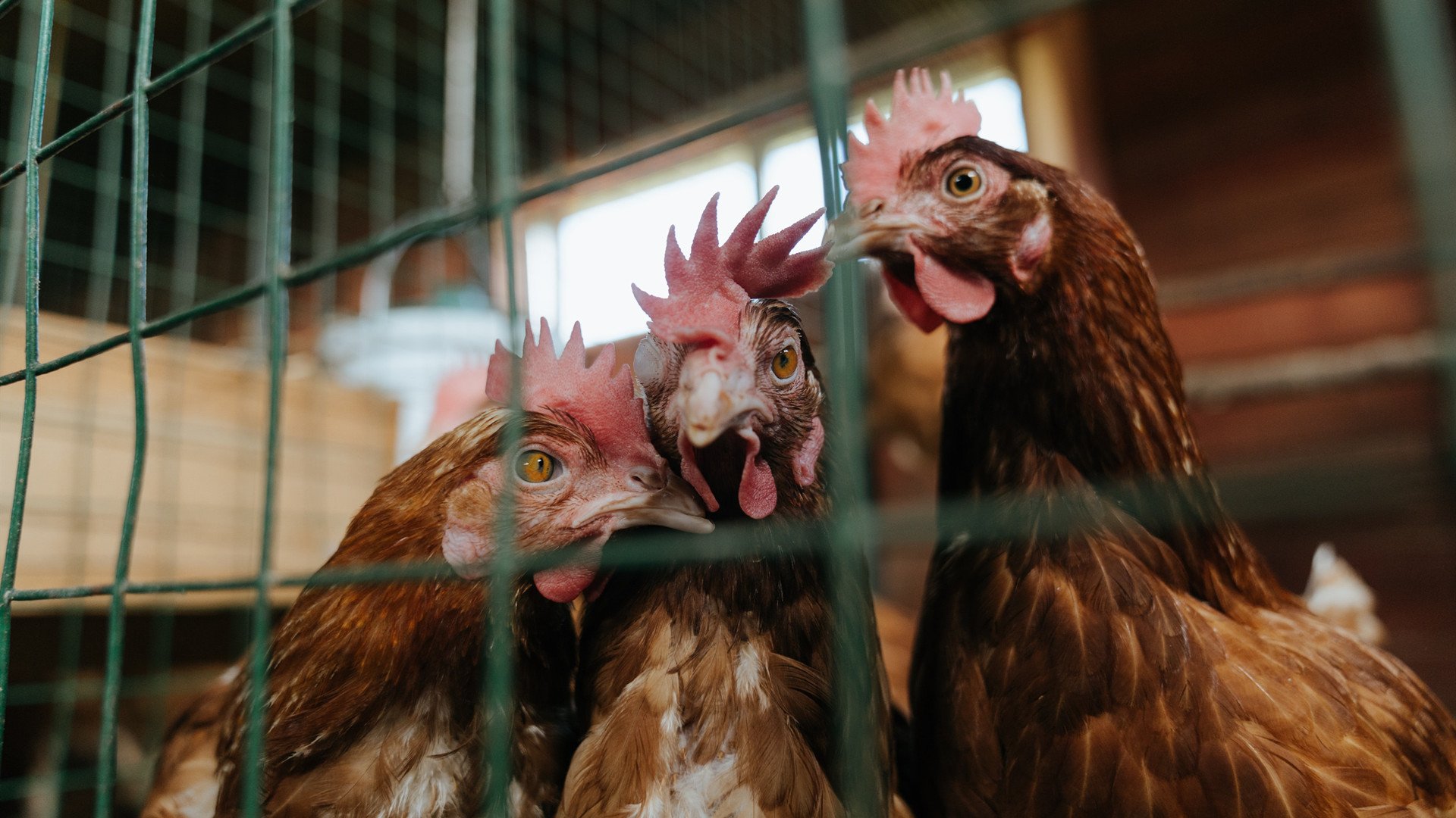 德里赫特式防守爆发！澳大利亚绝境封喉，巅峰对决终结德国王朝