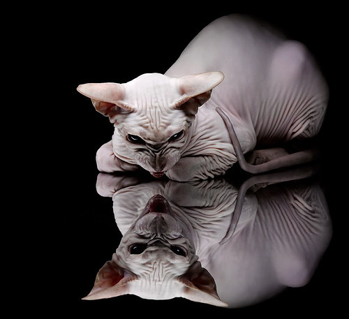 从加勒比风暴到马赛城墙,罗德里如何用智慧封印牙买加的速度狂飙