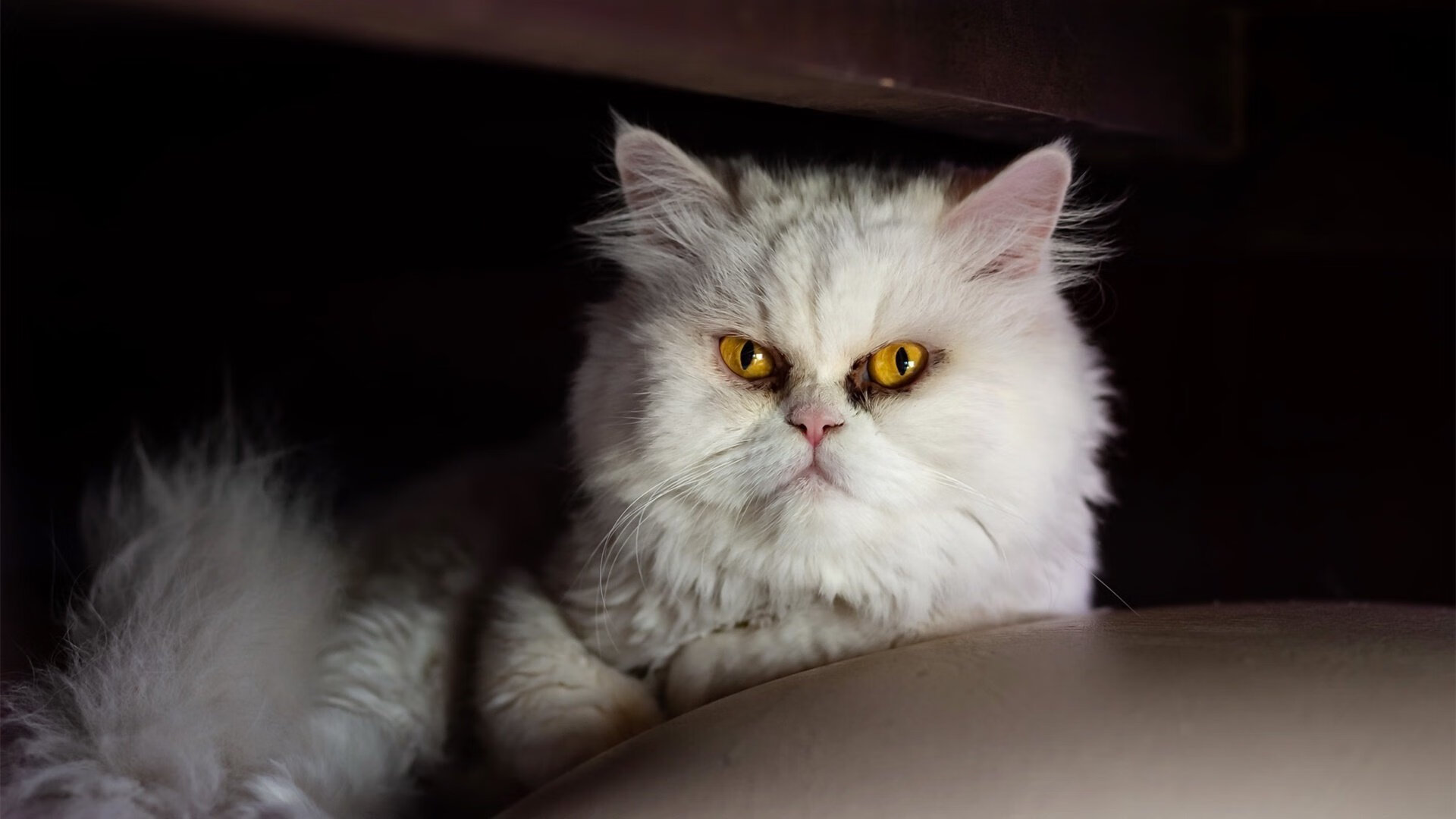 开云体育平台APP-突尼斯之夜，一场F1比赛如何夺走委内瑞拉的冠军