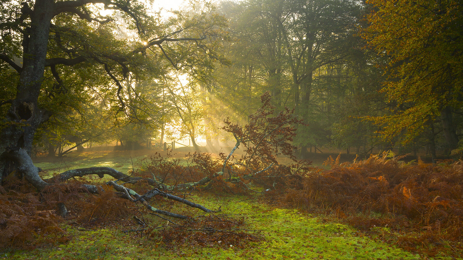 开云体育在线-绝境爵士奏响生死乐章,拉梅洛一剑封喉定山西