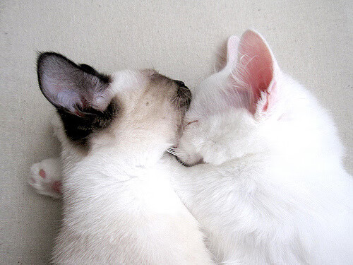 开云sport-跨洋对决,新疆队奇迹终结凯尔特人,杜兰特致命一击封神