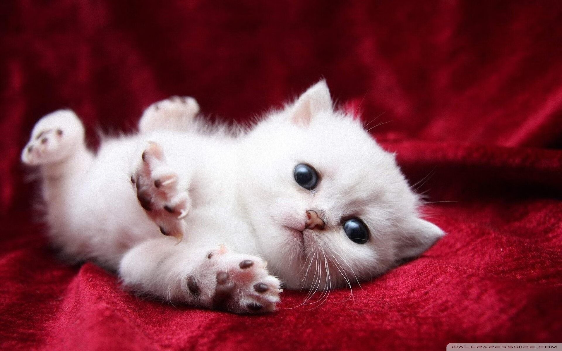 开云体育-当潘帕斯雄鹰遭遇沙漠之狐,一场跨越时空的抢七焦点战