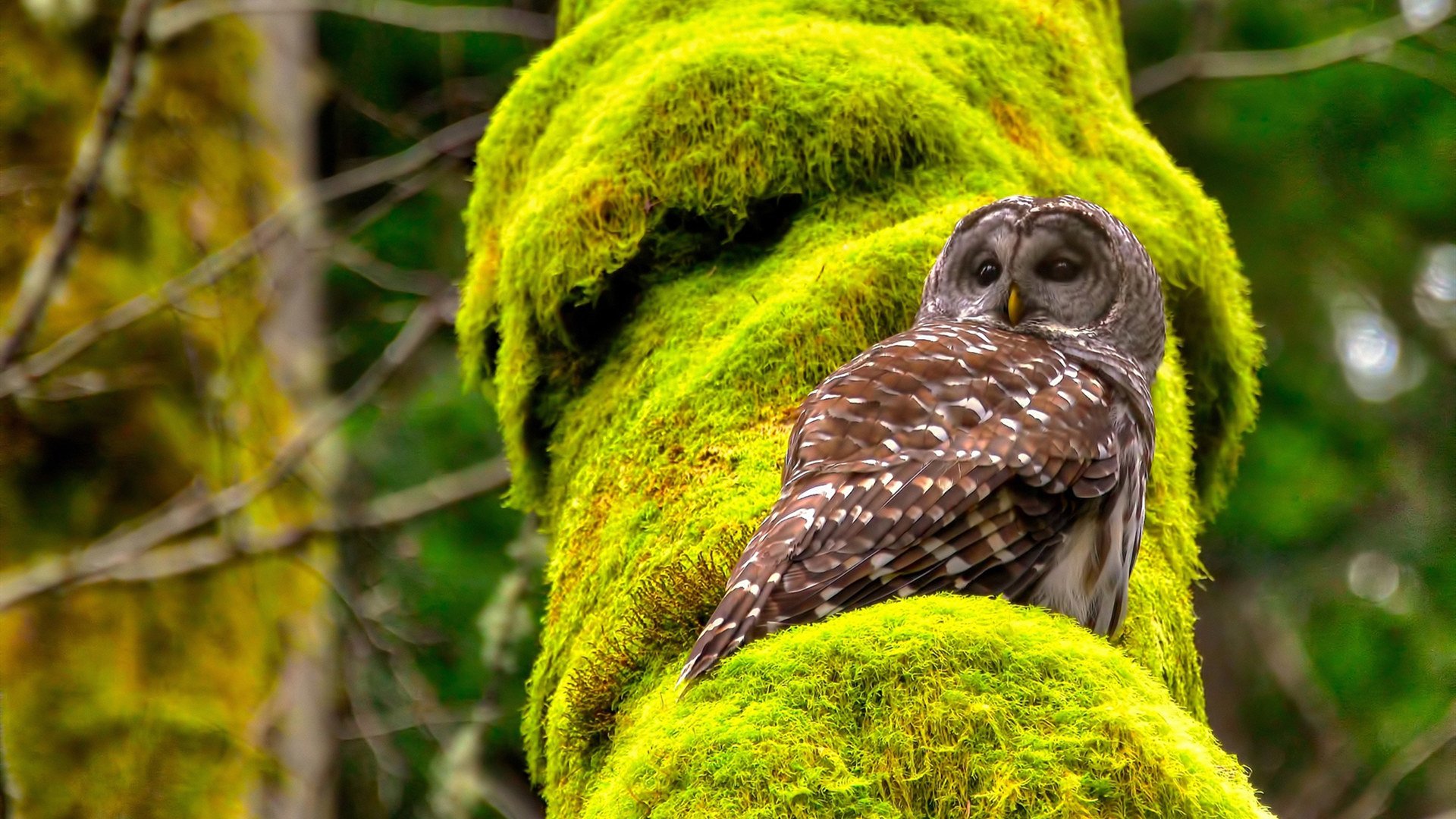 铁壁与流星，日本精密锁链与萨拉赫孤星破局的艺术