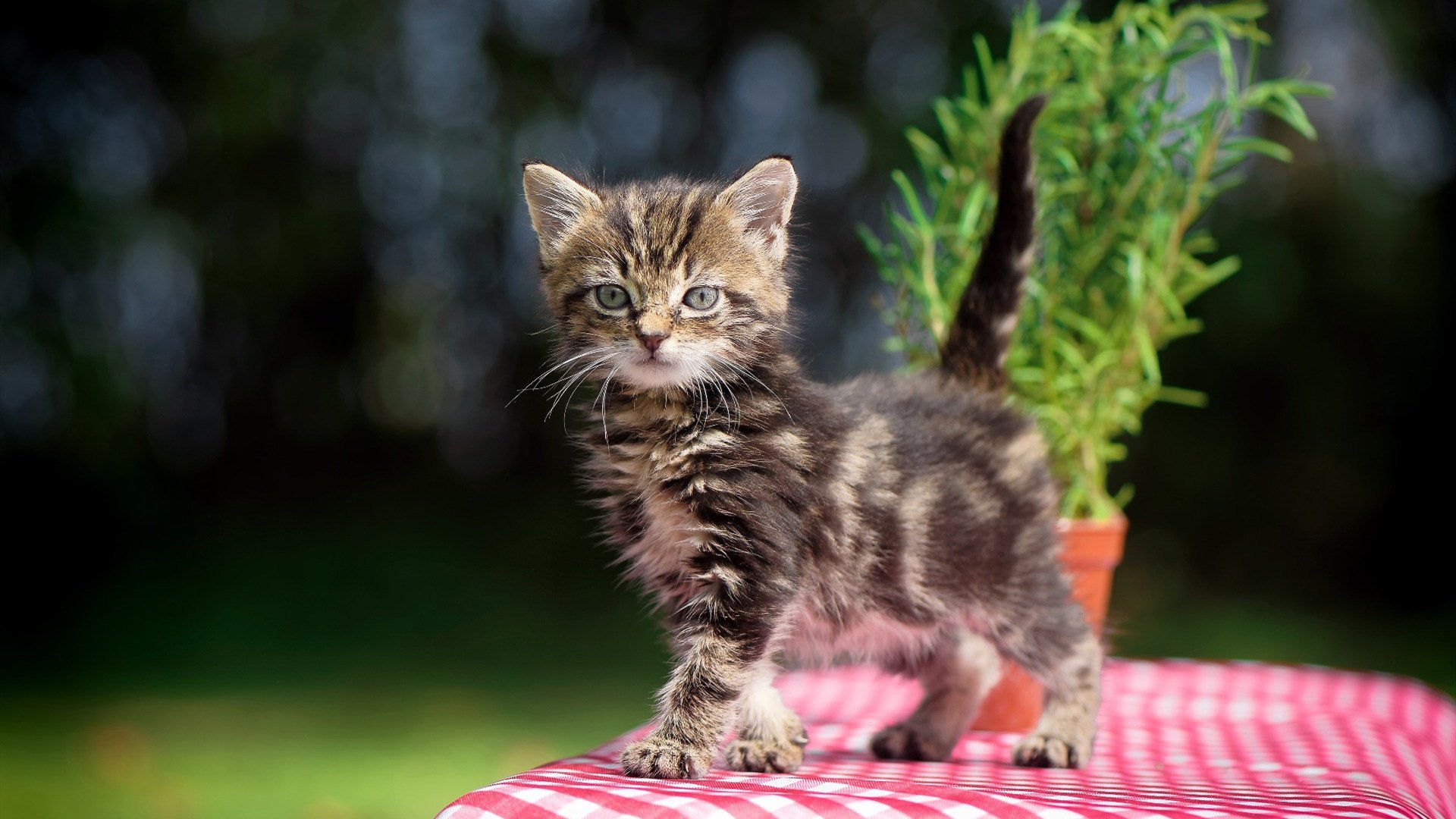 开云体育app-萨拉赫之夜，一己之力主宰年度焦点之战的史诗篇章