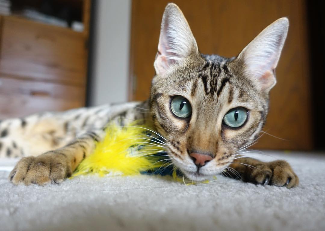 开云体育登录-双面巨人,卢卡库的攻城锤与乌克兰利刃的制胜手术刀