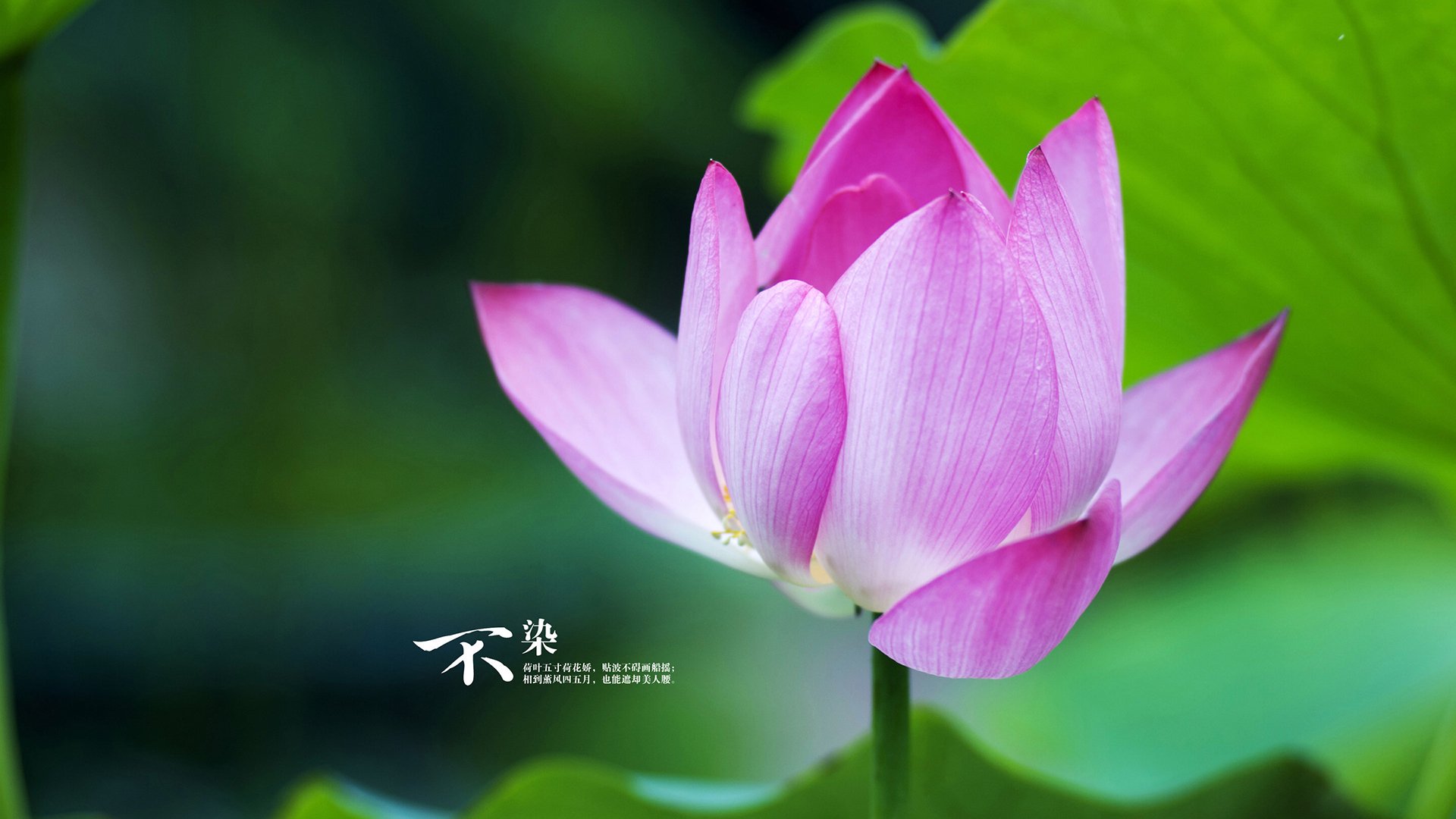 当弯道超越遇见铁壁防守,F1年度争冠之夜与金玟哉的大场面哲学