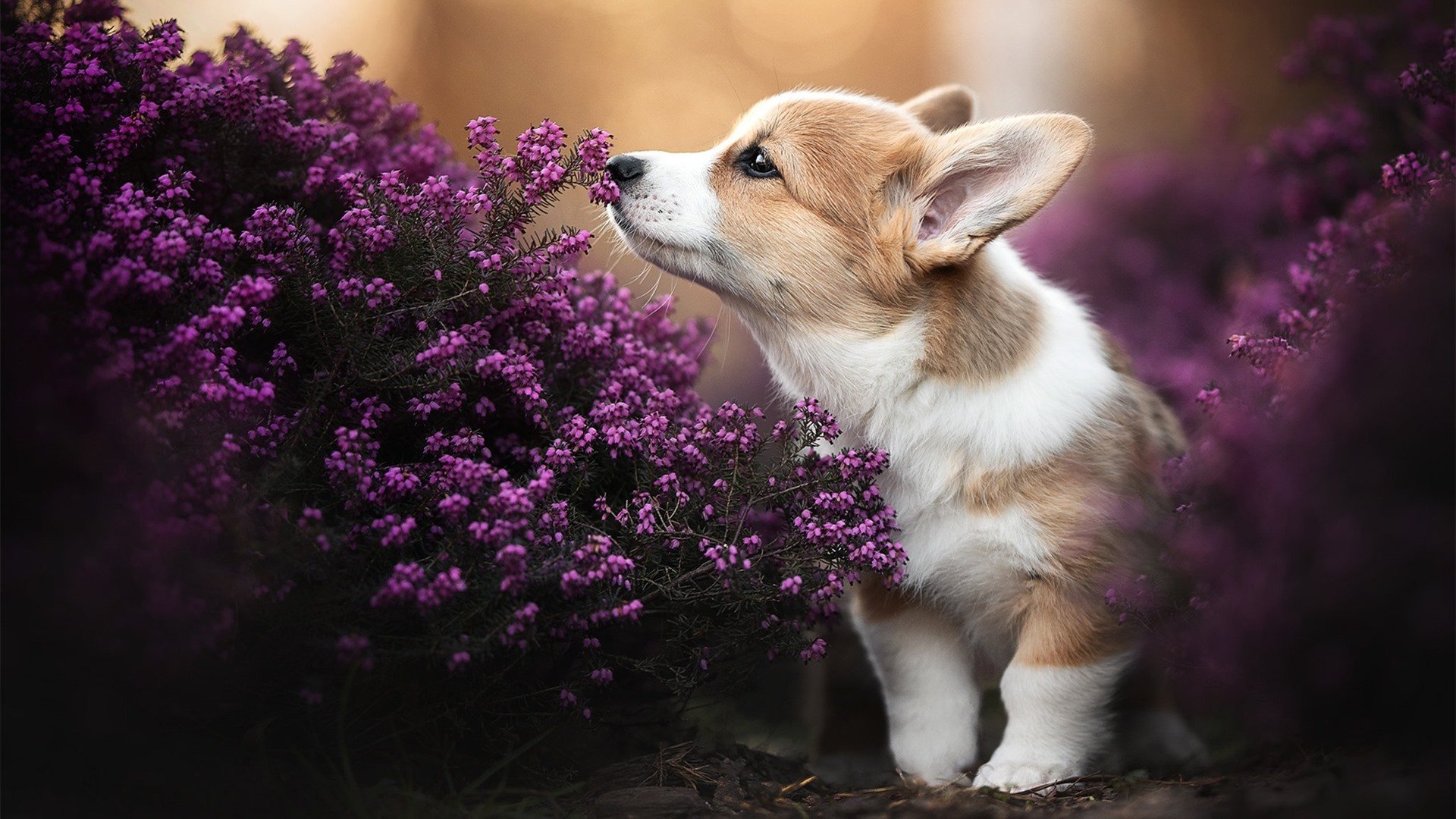 开云官网-文班亚马的独角戏，当未来巨星扛起马刺残阵