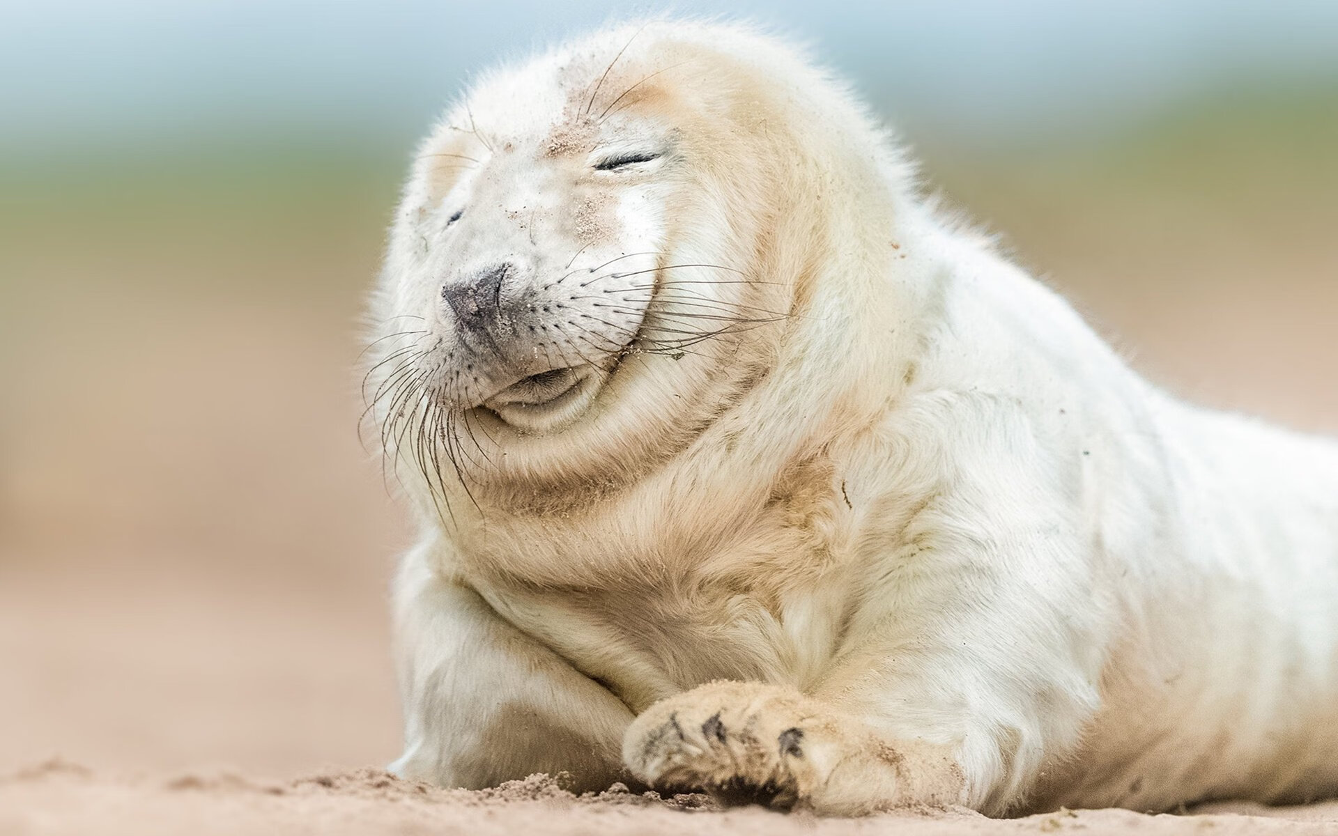 城墙之下，阿坎吉掀翻郁金香王朝的唯一证明