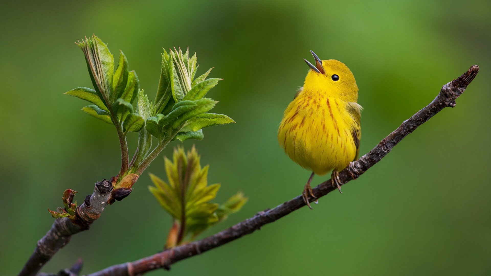 蜂群撕碎孤熊之爪，当利拉德成为关键先生，我们看到了篮球的两种未来