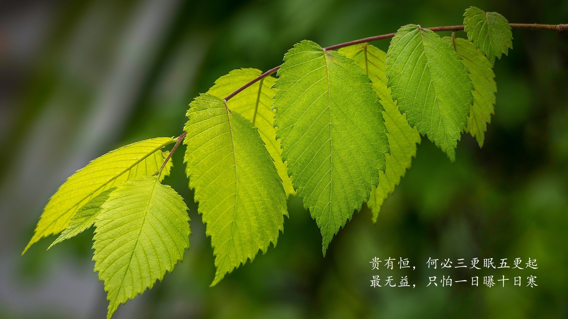 闪电战，2026世界杯C组，哥伦比亚碾压沙特，佩德里致命一击终结悬念